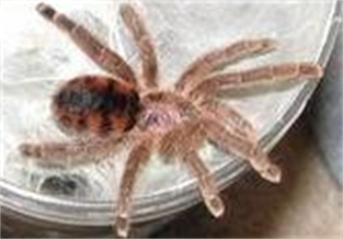 The Venezuelan Giant Pink-Footed Tarantula