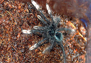 Venezuelan Pink Foot Tarantula