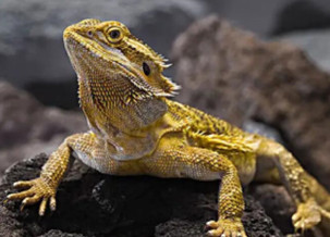 Bearded Dragon