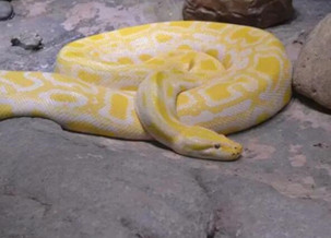 Golden Python