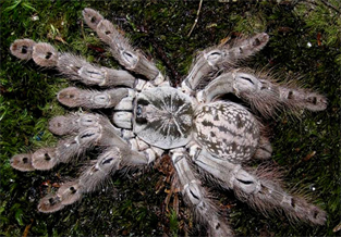 The Gorgeous Rainforest Baboon Spider