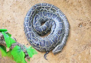 Burmese Python