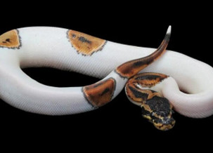 White Ball Python