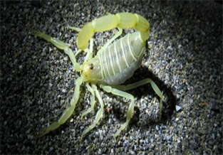 Fluorescent Scorpion