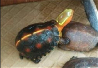 Yellow-margined box turtle