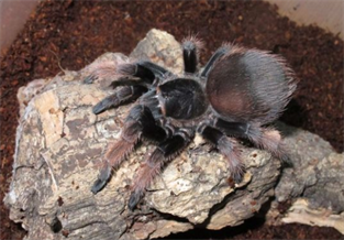 Mexican Pink Short-tailed Spider