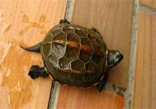 Chinese Softshell Turtle