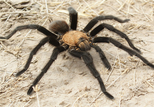 Texas Goldback Tarantula