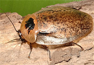 Peruvian Giant Cockroach