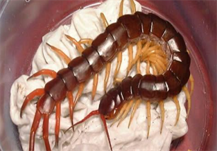 Malaysian giant centipede