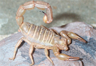 Libya Scorpion