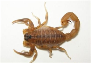 Kenya Orange Scorpion