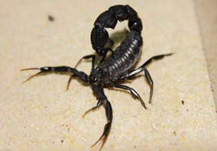 Turkish Black Fat-tailed Scorpion