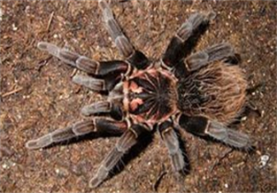 Red Island Bird-Eating Spider