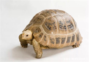 Burmese Tortoise