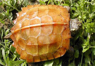 Maple Leaf Turtle