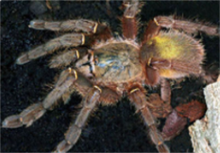 Guyana Emerald Green Tarantula