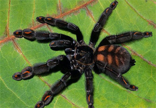 Venezuelan Sun Tiger Spider