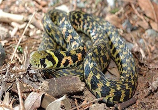 Tiger-striped neck groove snake