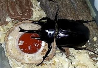 Actaeon Cockroach