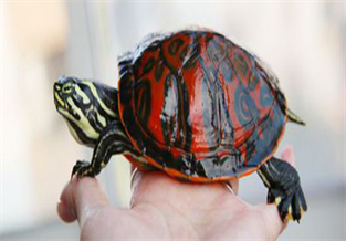 Fire Turtle