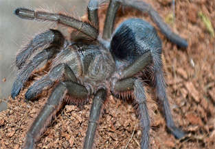 Brazilian Smoky Gray Spider