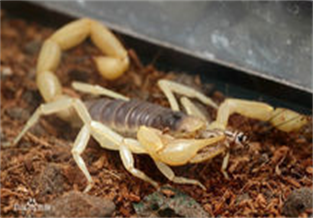 Arizona Desert Scorpion