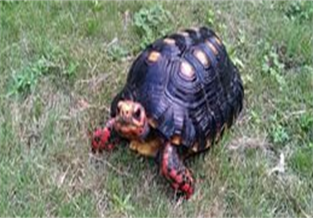 Red-footed Tortoise