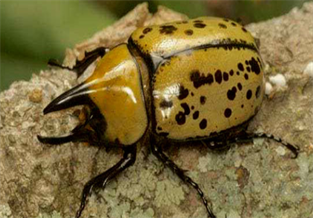 Eastern White Grub