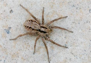 Funnel-web spider