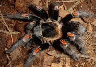 Mexican Red-kneed Tarantula