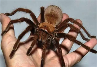 Brazilian Orange Bird-Eating Spider