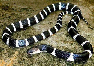 Narrow-banded Krait