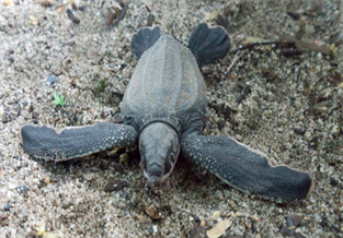 Leatherback Turtle