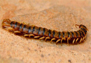 Peruvian Giant Centipede