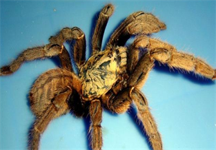 Tiger-hunting bird spider