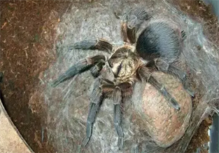 Caribbean Golden Gray Bird-Eating Spider