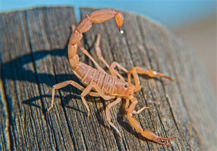 Arizona Bark Scorpion