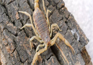 Texas striped scorpion