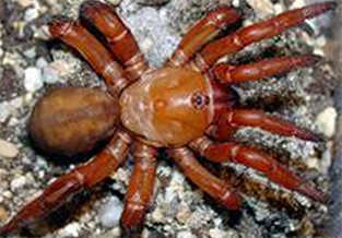 Red trapdoor spider