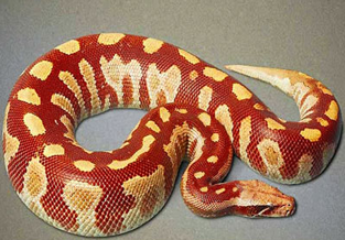 Blood Python