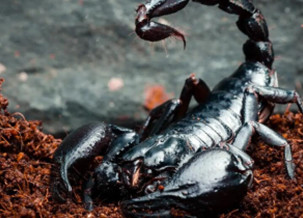 Rainforest Scorpion