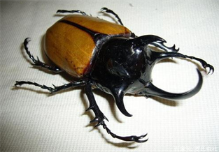 Five-horned Rhinoceros Beetle