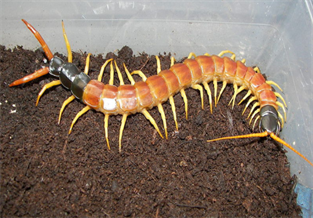 North American Giant Centipede