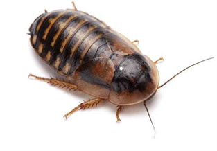 Dubia Cockroach