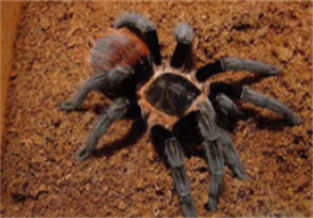 Mexican Rusty Tailed Tarantula