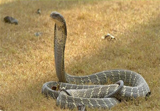 King Cobra