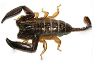 Long-clawed Scorpion