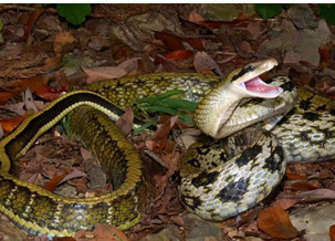 Black-browed Pit Viper