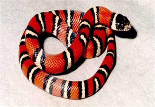 Milk Snake